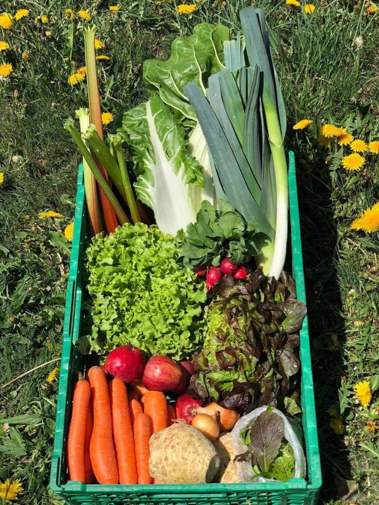 Photo d'un grand panier de légumes contenant de la salade, des carottes, des oignons, des radis, des poireaux, des côte de bette, de la Rhubarbe et des pommes